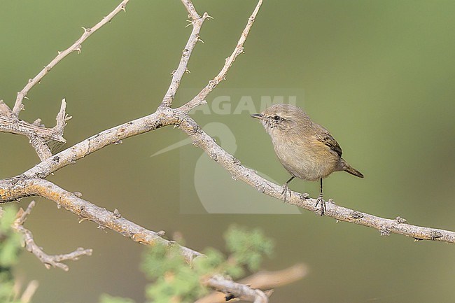 Plain Leaf Warbler, Phylloscopus neglectus, perched on a branch. stock-image by Agami/Sylvain Reyt,