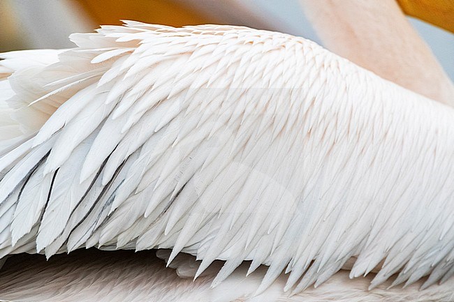 Detail of the wing of an adult Great White Pelican (Pelecanus onocrotalus) during late winter in Lake Kerkini, Greece. Showing beautiful breeding plumage feathers. stock-image by Agami/Marc Guyt,