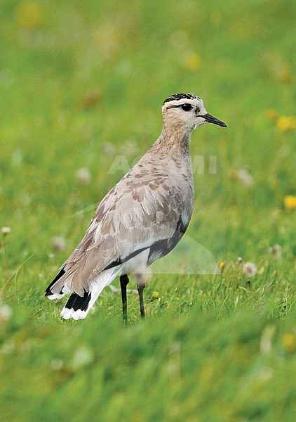 Adult Sociable Lapwing (Vanellus gregarius), moulting to winter plumage, during autumn on Texel, Netherlands. Standing in a green meadow. stock-image by Agami/Rene Pop ,