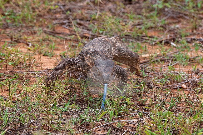 A rock monitor, Varanus albigularis, flicking out its blue tongue as it walks. Samburu National Park, Kenya. stock-image by Agami/Sergio Pitamitz,