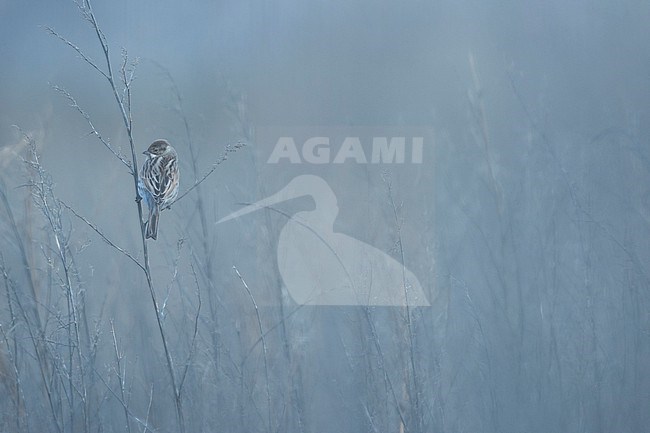 Reed Bunting - Rohrammer - Emberiza schoeniclus ssp. schoeniclus, Germany, 1st winter stock-image by Agami/Ralph Martin,
