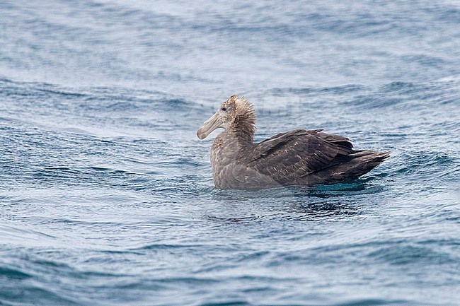 Northern Giant Petrel (Macronectes halli), immature swimming at the sea, Western Cape, South Africa stock-image by Agami/Saverio Gatto,