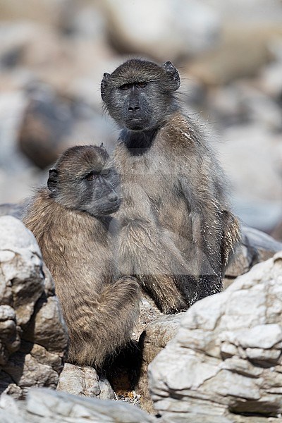 Cape Baboon (Papio ursinus), two juveniles sitting on some rocks, Western Cape, South Africa stock-image by Agami/Saverio Gatto,