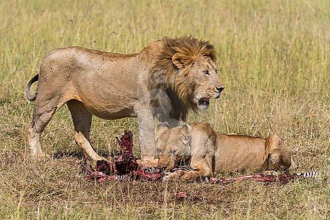 Lions, Panthera leo, feeding on a zebra. Masai Mara National Reserve, Kenya, Africa. stock-image by Agami/Sergio Pitamitz,