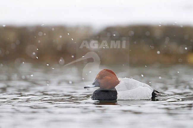 Common Pochard - Tafelente - Aythya ferina, Germany, adult male stock-image by Agami/Ralph Martin,