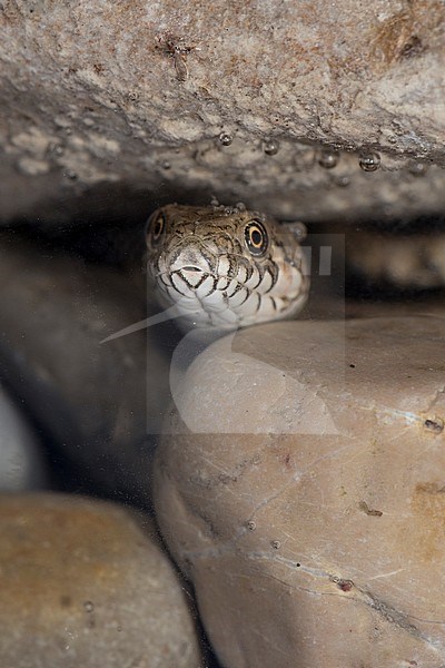Viperine Snake in  river stock-image by Agami/Theo Douma,