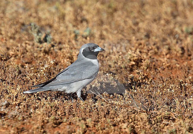 Masked Woodswallow (Artamus personatus) in Australia. stock-image by Agami/Andy & Gill Swash ,