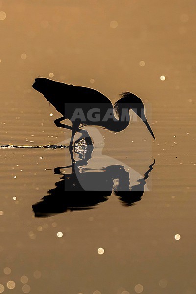 Snowy Egret (Egretta thula) hunting in morning light in Florida USA. stock-image by Agami/Marcel Burkhardt,