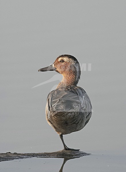 Garganey male stock-image by Agami/Jari Peltomäki,