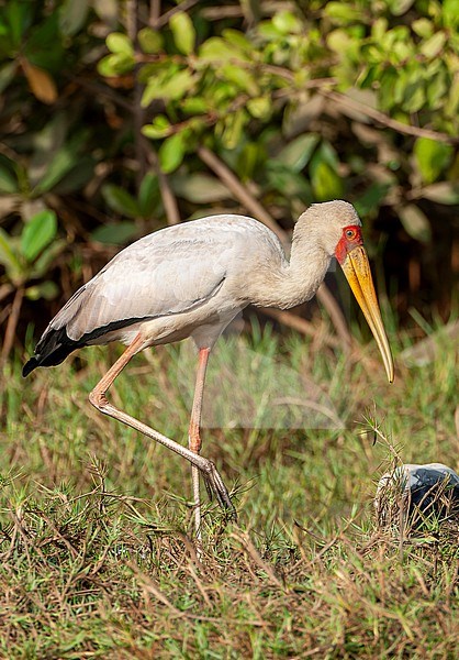Yellow-billed Stork (Mycteria ibis) in the Gambia. Wading in shallow water. stock-image by Agami/Marc Guyt,