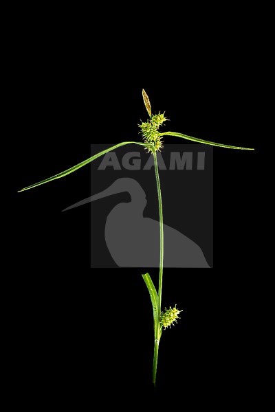 Common Yellow-sedge, Carex demissa stock-image by Agami/Wil Leurs,