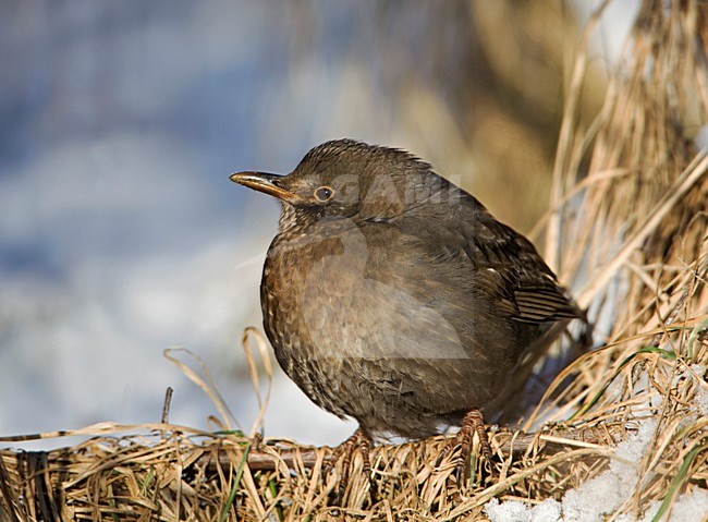 Vrouwtje Merel in de sneeuw; female Common Blackbird in the snow stock-image by Agami/Rob Olivier,