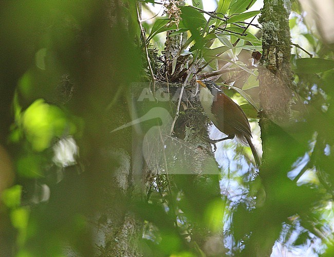Javan Scimitar Babbler (Pomatorhinus montanus) on Java in Indonesia. stock-image by Agami/James Eaton,