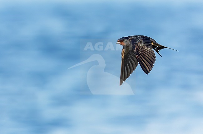 Adult Barn Swallow, Hirundo rustica, at katwijk, Netherlands. stock-image by Agami/Marc Guyt,