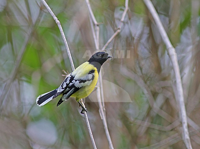 Palawan Tit (Pardaliparus amabilis) in the Philippines. stock-image by Agami/Pete Morris,