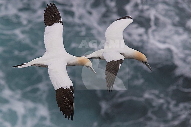 Northern Gannet (Morus bassanus), two adults in flight over the sea stock-image by Agami/Saverio Gatto,