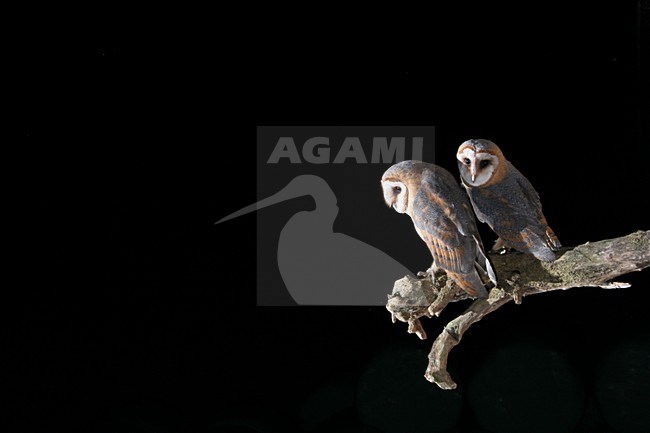 Kerkuil op een stronk; Dark Barn Owl perched on a trunc stock-image by Agami/Chris van Rijswijk,