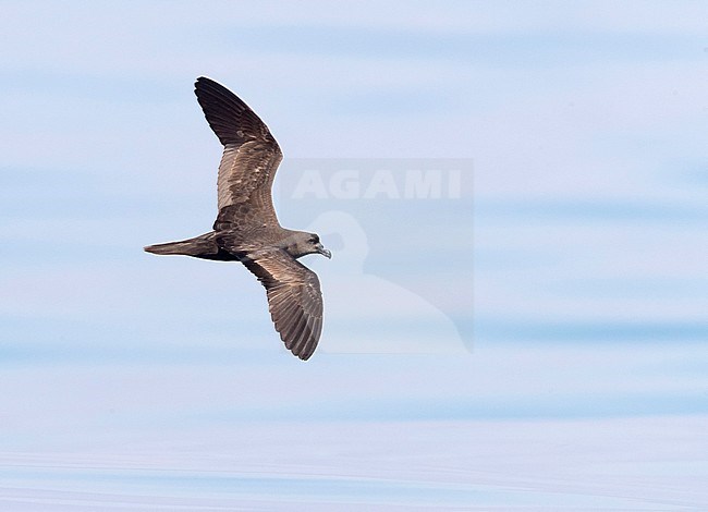 Jouanin's Petrel (Bulweria fallax), top view of an individual in flight over the sea in Oman stock-image by Agami/Saverio Gatto,