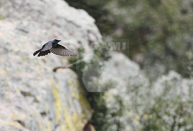 Male Blue Rock Thrush (Monticola solitarius) in flight, in mountains near Merida in Spain. stock-image by Agami/Helge Sorensen,