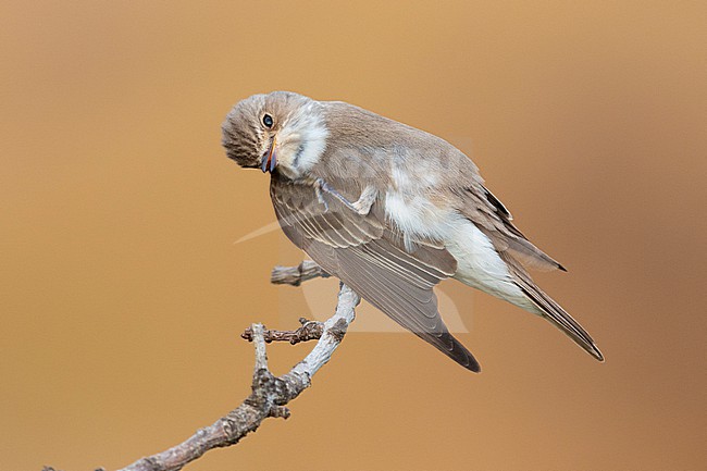 Spotted Flycarcher (Muscicapa striata), individual scratching its throat, Campania, Italy stock-image by Agami/Saverio Gatto,