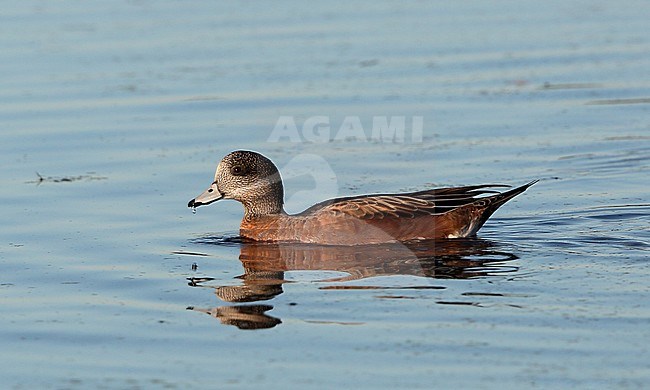 American Wigeon (Anas americana) at Cape May Point, New Jersey, USA, in autumn plumage stock-image by Agami/Helge Sorensen,