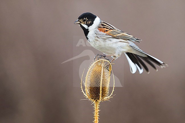 Male European Reed Bunting (Emberiza schoeniclus) wintering in Italy. stock-image by Agami/Daniele Occhiato,