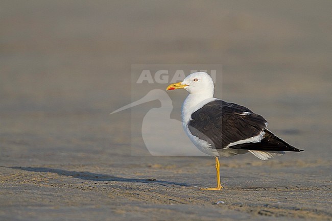Lesser Black-backed Gull - Heringsmöwe - Larus fuscus ssp. intermedius, Germany, adult stock-image by Agami/Ralph Martin,