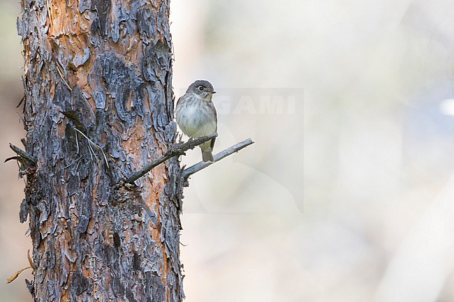 Siberian Flycatcher, Muscicapa sibirica ssp. sibirica, Russia, adult stock-image by Agami/Ralph Martin,