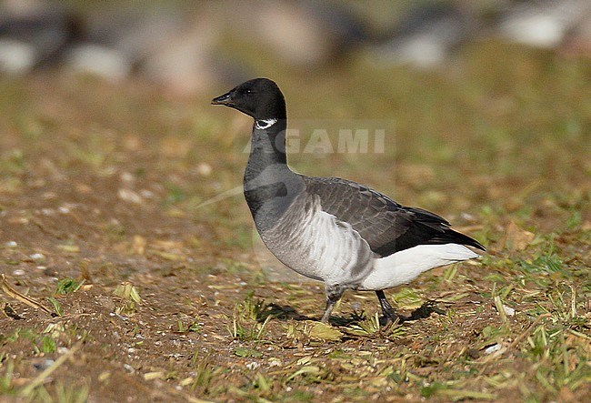 Wintering Grey-bellied Brant, Fring, Norfolk, England. Identified in England as this form. stock-image by Agami/Steve Gantlett,