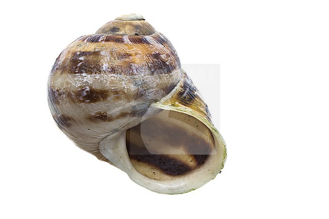 Garden Snail, Cornu aspersum stock-image by Agami/Wil Leurs,