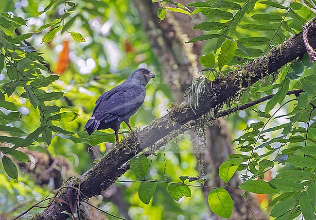 Adult Plumbeous Hawk (Cryptoleucopteryx plumbea) in Panama. stock-image by Agami/Pete Morris,