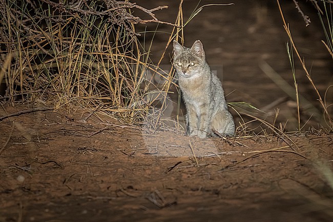 African wildcat (Felis lybica lybica) sitting of the sand in Ouadane, Adar, Mauritania. stock-image by Agami/Vincent Legrand,