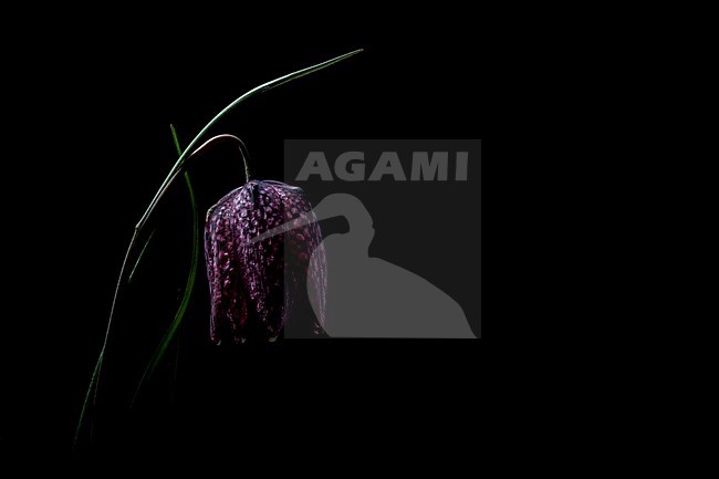 Kievitsbloem, Snake's Head Fritillary flowers stock-image by Agami/Wil Leurs,