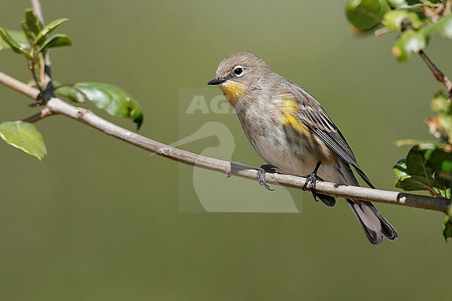 Adult non-breeding
Los Angeles Co., CA
October 2007 stock-image by Agami/Brian E Small,