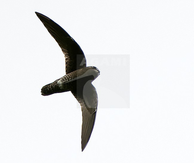 White-chinned swift (Cypseloides cryptus) in Northern Peru. stock-image by Agami/Dani Lopez-Velasco,