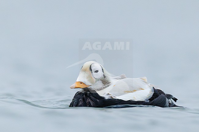 Brileider, Spectacled Eider, Somateria fischeri stock-image by Agami/Menno van Duijn,