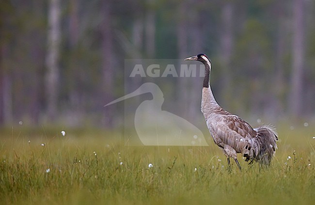 Common Crane (Grus grus) Vaala Finland June 2017 stock-image by Agami/Markus Varesvuo,