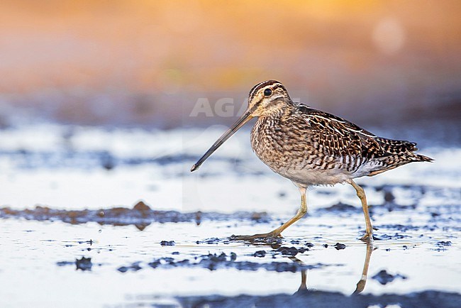 Common Snipe (Gallinago gallinago) in Italy. stock-image by Agami/Daniele Occhiato,