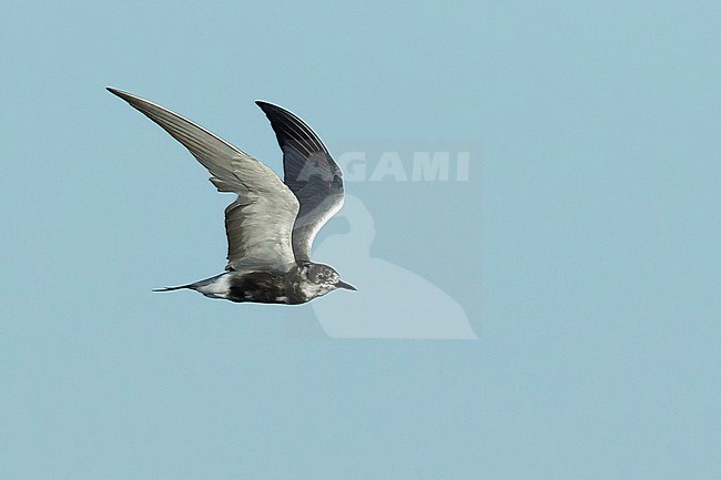 Adult American Black Tern (Chlidonias niger surinamensis) in transition from nonbreeding to breeding plumage.
Flying against blue sky at Galveston County, Texas, in April 2016. stock-image by Agami/Brian E Small,