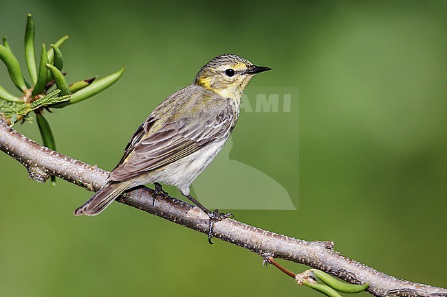 Adult female breeding
Galveston Co., TX
May 2012 stock-image by Agami/Brian E Small,