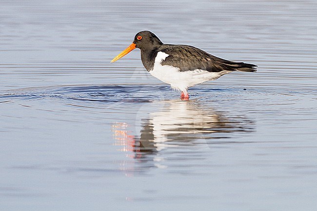 Adult Oystercatcher, Haematopus ostralegus, feeding on submerged bulb field catching worms stock-image by Agami/Menno van Duijn,