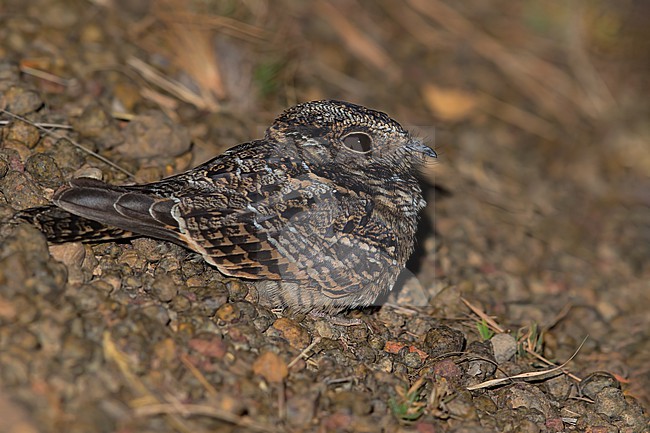 White-tailed Nightjar (Hydropsalis cayennensis) resting on a ground in Guyana. Most probably this species. stock-image by Agami/Dubi Shapiro,