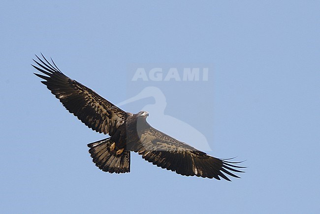 Bald Eagle, Haliaeetus leucocephalus, juvenile at Florida, USA stock-image by Agami/Helge Sorensen,