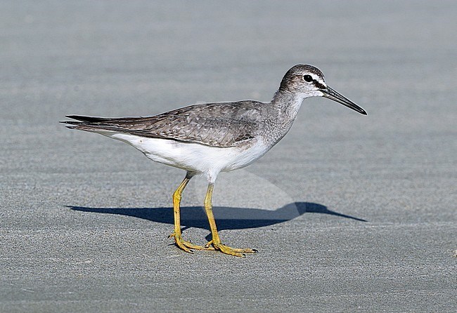 Wintering Grey-tailed Tattler (Tringa brevipes) at Noah beach  - Cap Tribulation - Queensland - Australia. stock-image by Agami/Aurélien Audevard,