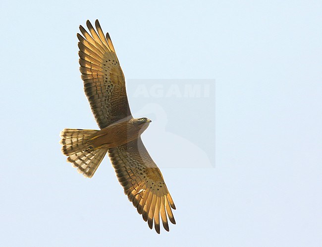 Grasshopper Buzzard (Butastur rufipennis) in flight against blue sky in Gambia stock-image by Agami/Kari Eischer,