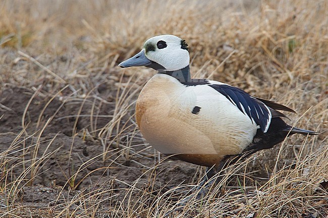 Adult male 
Barrow, AK 
June 2010 stock-image by Agami/Brian E Small,