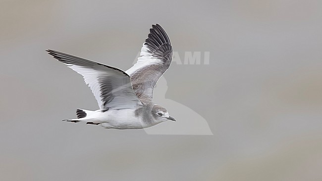 Juvenile transition to 1st winter plumage Sabine's Gull (Xema sabini)
Ijmuiden, the Netherlands stock-image by Agami/Vincent Legrand,