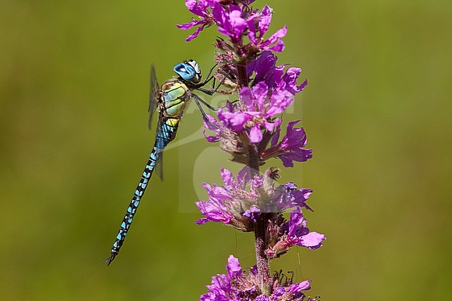 Adult male Southern Migrant Hawker (Aeshna affinis) resting on Purple lythrum (Lythrum salicaria) at the Gendse Polder, the Netherlands. stock-image by Agami/Fazal Sardar,