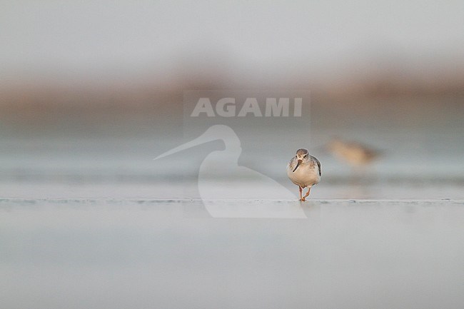 Terek Sandpiper - Terekwasserläufer - Xenus cinereus, Oman, nonbreeding stock-image by Agami/Ralph Martin,