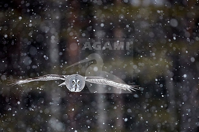 Great Grey Owl (Strix nebulosa) during a cold winter in a taiga forest in northern Finland. stock-image by Agami/Markus Varesvuo,